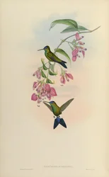 Eriocnemis dorbignyi = Eriocnemis glaucopoides